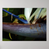 Goldstaubtag Gecko bei Blume Poster (Vorne)