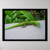 Goldstaubtag Gecko Poster (Vorne)