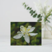 Goldthread Blossom auf der Insel Unalaska Postkarte (Stehend Vorderseite)
