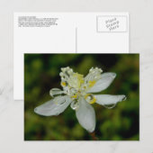 Goldthread Blossom auf der Insel Unalaska Postkarte (Vorne/Hinten)