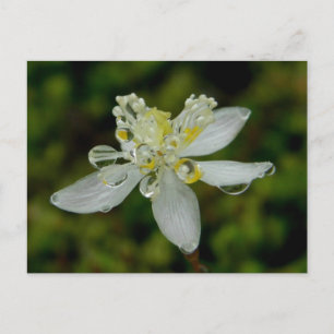 Goldthread Blossom auf der Insel Unalaska Postkarte