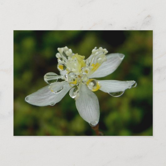 Goldthread Blossom auf der Insel Unalaska Postkarte (Vorderseite)
