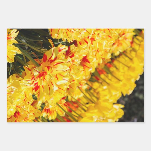 Goldwachstum Geschenkpapier Set (Vorderseite)