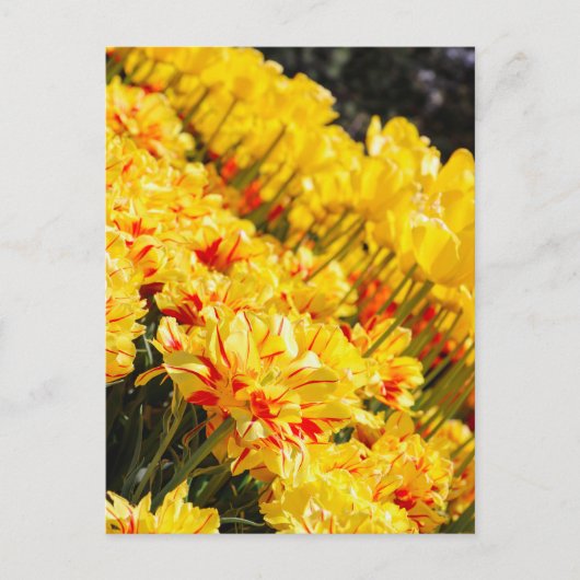 Goldwachstum Postkarte (Vorderseite)