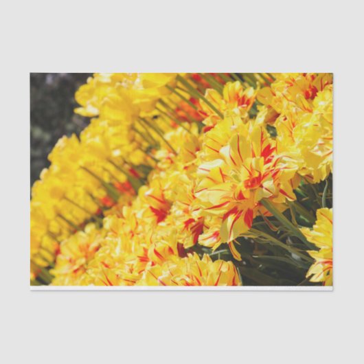 Goldwachstum Seidenpapier (Vorderseite)