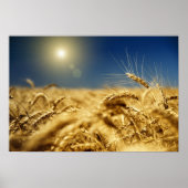 Goldweizen und blauer Himmel mit Sonne Poster (Vorne)