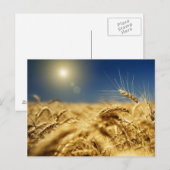 Goldweizen und blauer Himmel mit Sonne Postkarte (Vorne/Hinten)