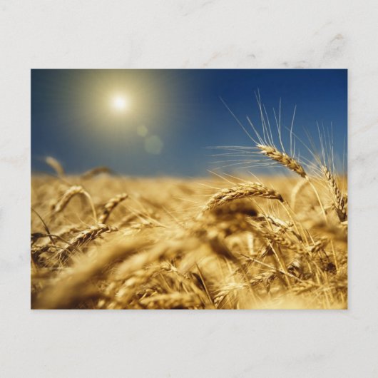 Goldweizen und blauer Himmel mit Sonne Postkarte (Vorderseite)