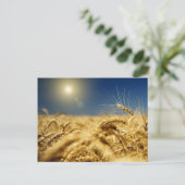 Goldweizen und blauer Himmel mit Sonne Postkarte (Stehend Vorderseite)