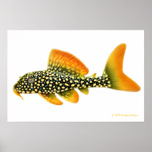 Goldy Pleco Fisch-Druck Poster
