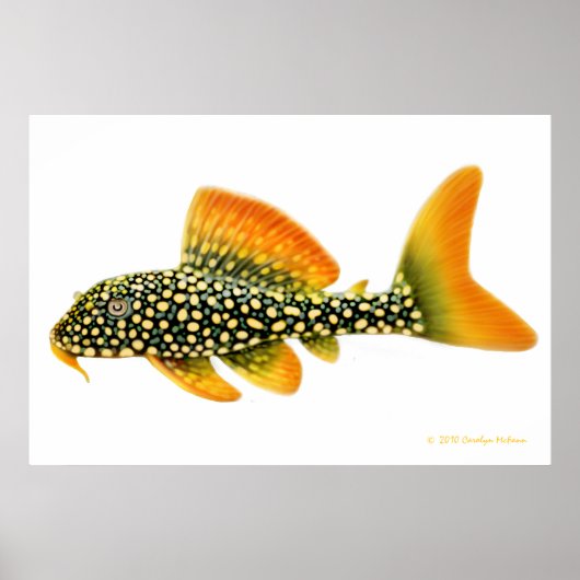 Goldy Pleco Fish Print Poster (Vorne)