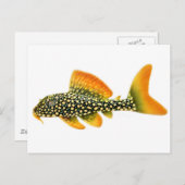 Goldy Sunshine Pleco Postcard Postkarte (Vorne/Hinten)