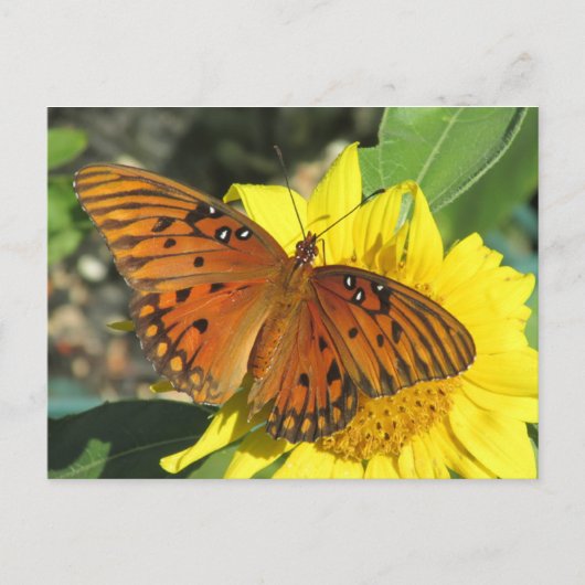 Golf Fritillary Butterfly ruhen auf Sonnenblume Postkarte (Vorderseite)