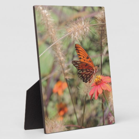 Golf von Fritillon in Zinnia Fotoplatte (Seite)