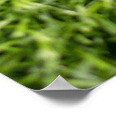 Golfbälle sind auf grünem Gras Poster (Ecke)