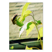 Golfinch und Sonnenblumen (Vorne)