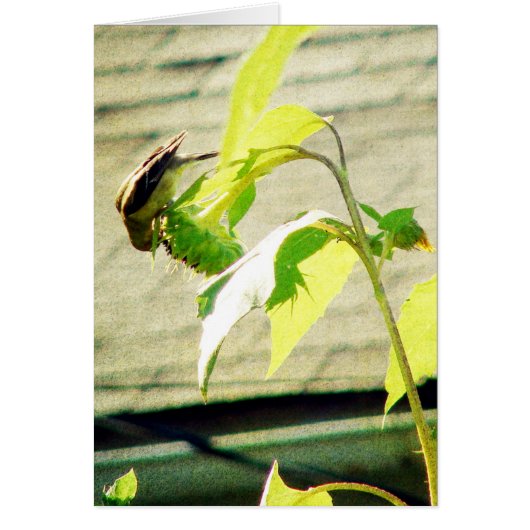 Golfinch und Sonnenblumen (Vorne)