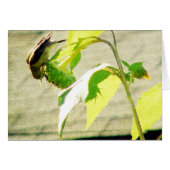 Golfinch und Sonnenblumen (Vorderseite (Horizontal))