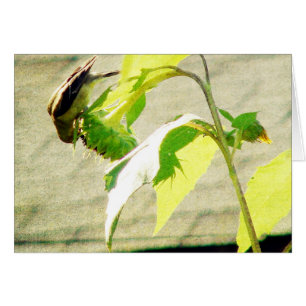 Golfinch und Sonnenblumen