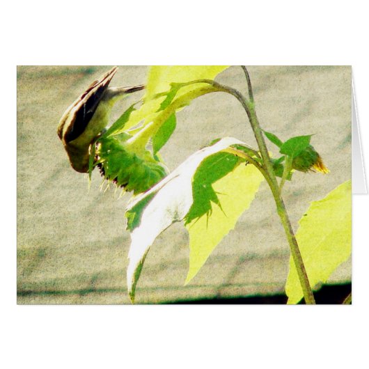 Golfinch und Sonnenblumen (Vorderseite (Horizontal))