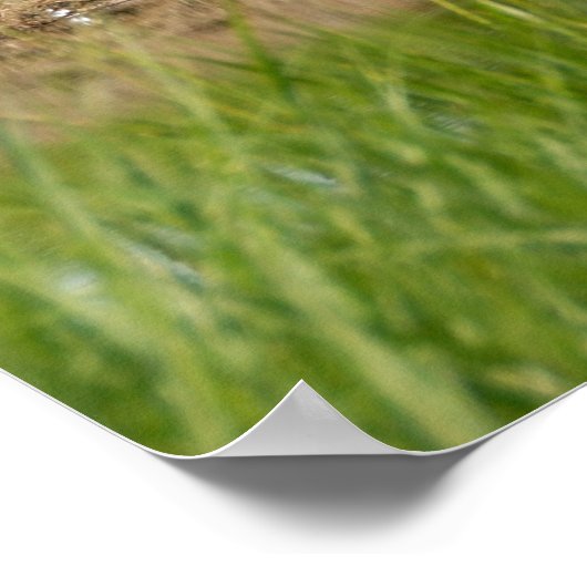 Golfplatz Florida Poster (Ecke)