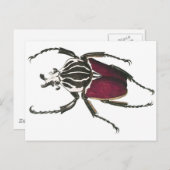 Goliath Beetle Postkarte (Vorne/Hinten)