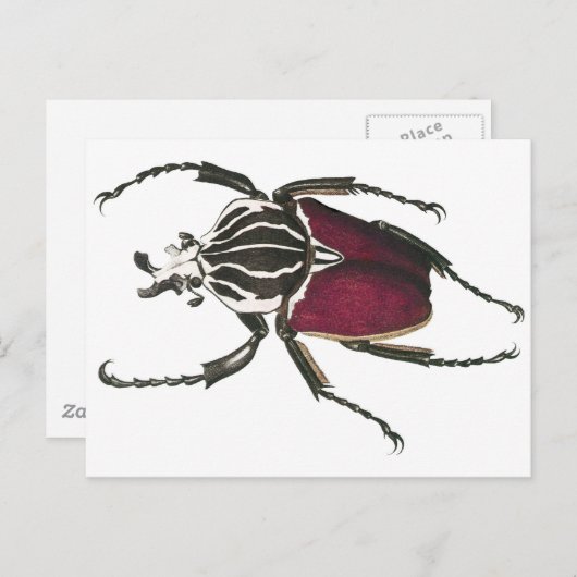 Goliath Beetle Postkarte (Vorne/Hinten)