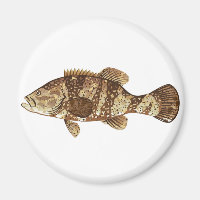 Goliath Grouper Gamefish Ocean Vektor Illustration