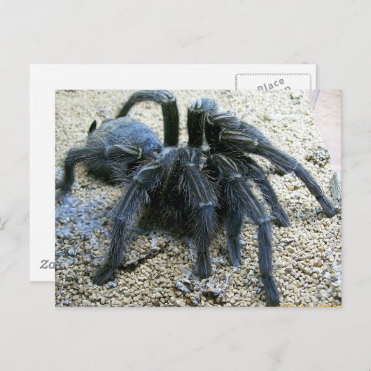 Goliath Tarantula Postcard Postkarte (Vorne/Hinten)