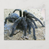 Goliath Tarantula Postcard Postkarte (Vorderseite)