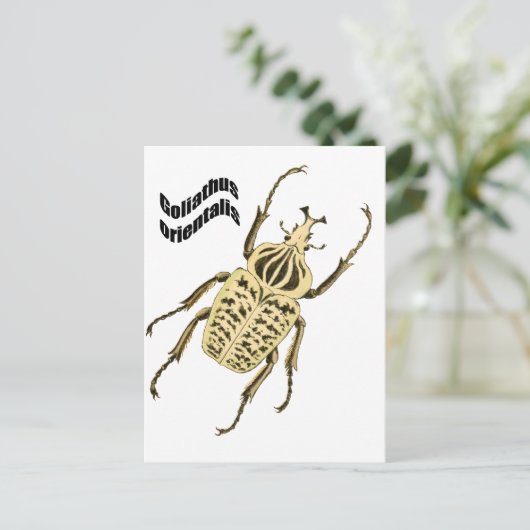 Goliathus orientalis postkarte (Stehend Vorderseite)