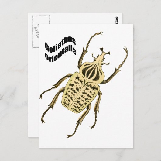 Goliathus orientalis postkarte (Vorne/Hinten)