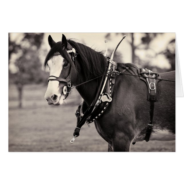 Gone By - Clydesdale Horse (Vorderseite (Horizontal))