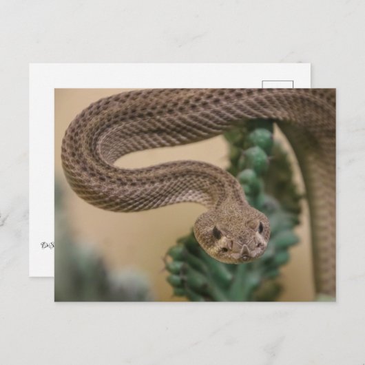 Gone Get Yea! Postkarte (Vorne/Hinten)