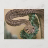 Gone Get Yea! Postkarte (Vorderseite)