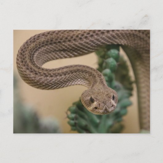 Gone Get Yea! Postkarte (Vorderseite)