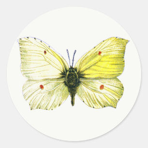 Gonepteryx rhamni - Die Schmetterlingsmühle Runder Aufkleber