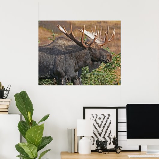 Good Bull Moose Poster (Heimbüro)