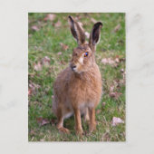 Good Hare Day Postcard Postkarte (Vorderseite)
