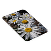 Good Morning Daisies Magnet (Rechte Seite)