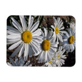 Good Morning Daisies Magnet (Horizontal)