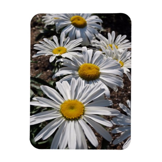 Good Morning Daisies Magnet (Vertikal)