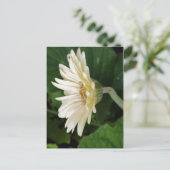 Good Morning Daisy Postkarte (Stehend Vorderseite)