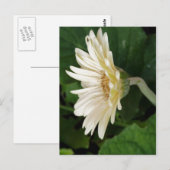 Good Morning Daisy Postkarte (Vorne/Hinten)