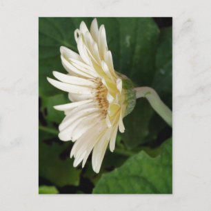 Good Morning Daisy Postkarte