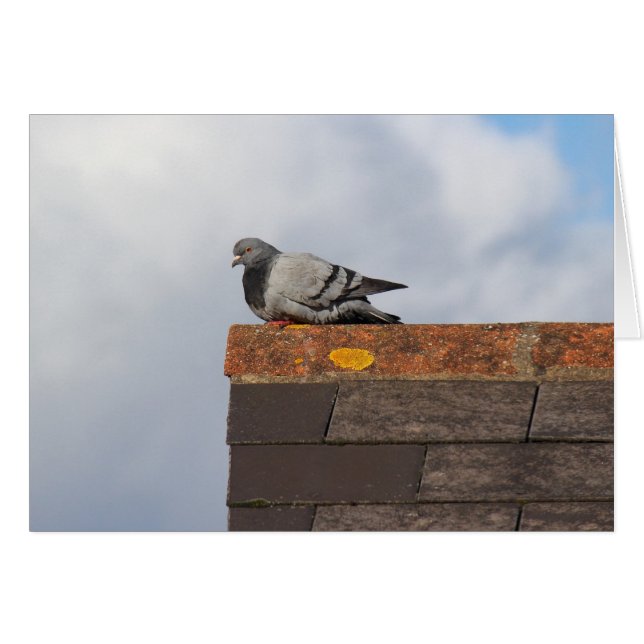 Good Morning Pigeon (Vorderseite (Horizontal))