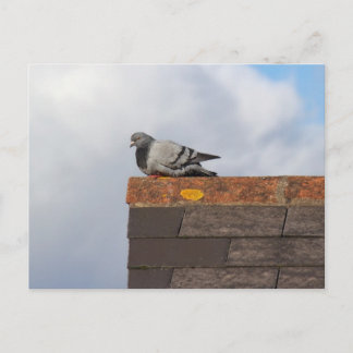 Good Morning Pigeon Postkarte