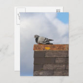 Good Morning Pigeon Postkarte (Vorne/Hinten)