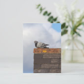 Good Morning Pigeon Postkarte (Stehend Vorderseite)