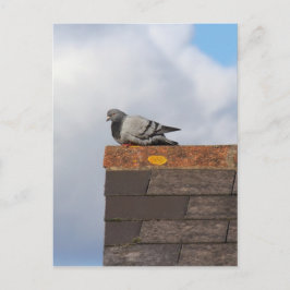 Good Morning Pigeon Postkarte